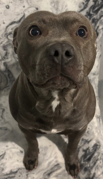 Beautiful Blue Staff Stud
