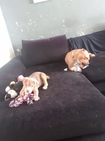 Female puppy