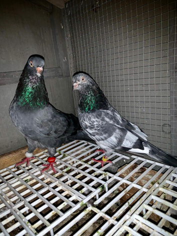 HIGHFLYER PIGEONS SALE