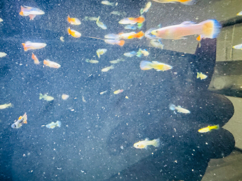 Mix metalic guppies