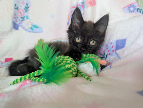 Very pretty female kitten     RE AVAILABLE   Ready to Leave now