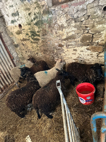 Shetland lambs