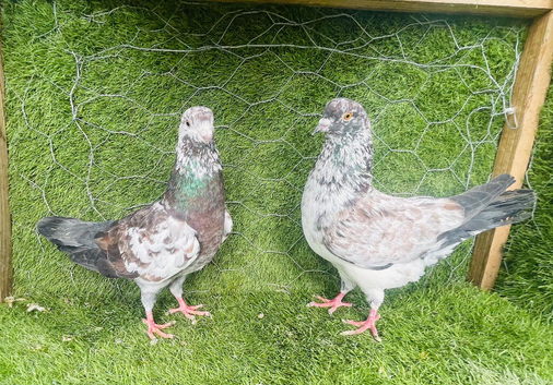 Pakistani Pigeons for Sale &ndash; 20 Pairs Available