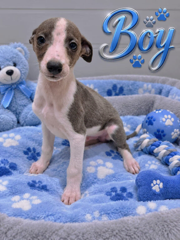 Beautiful Puppies Ready Now