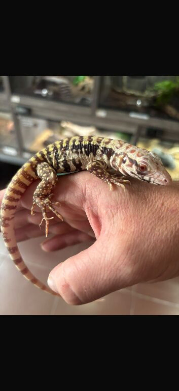 Tegu (Albino)