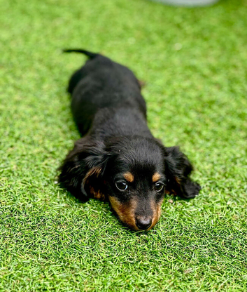 Miniature long haired dachshund