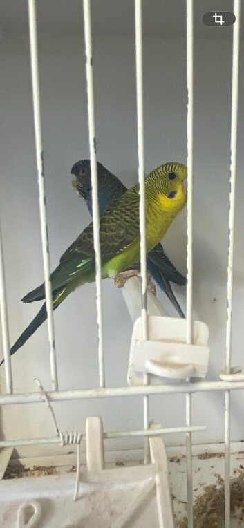 Blackwing budgies