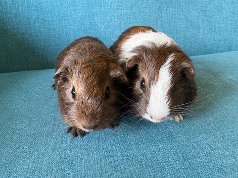 Baby guinea pigs sows