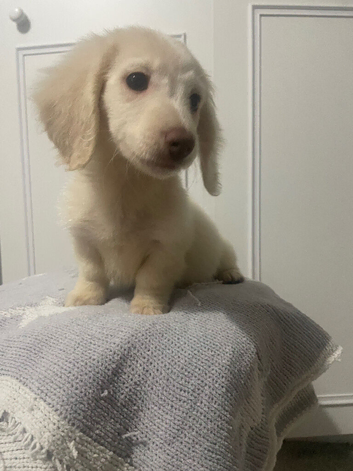 READY NOWWW. Longhaired mini cream boy