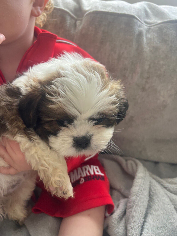 Shih Tzu puppies