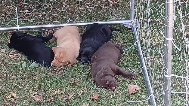 Handsome Spaniel x Labrodor Puppies
