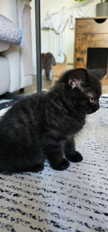 Last 2 British shorthair kittens