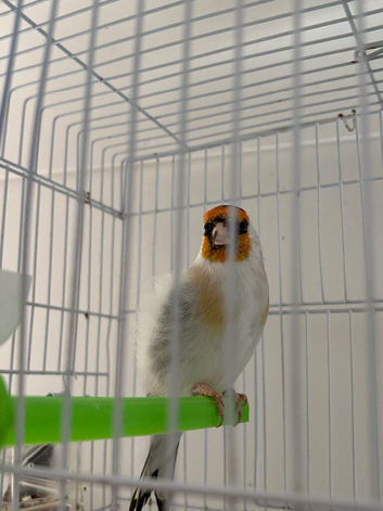Siberian goldfinch
