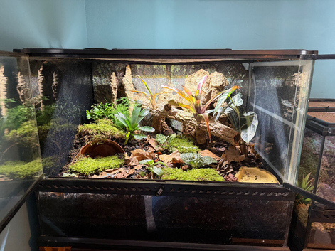 Juvenile theraphosa stirmi And setup