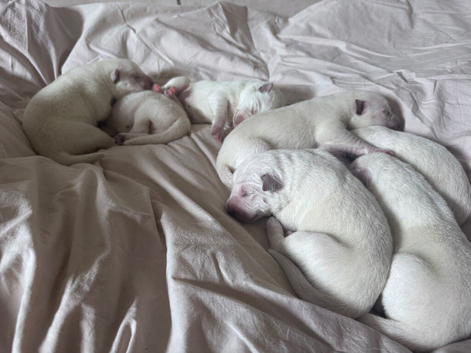 White Swiss Shepherd puppies