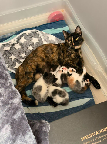 Male kitten for sale 9weeks old