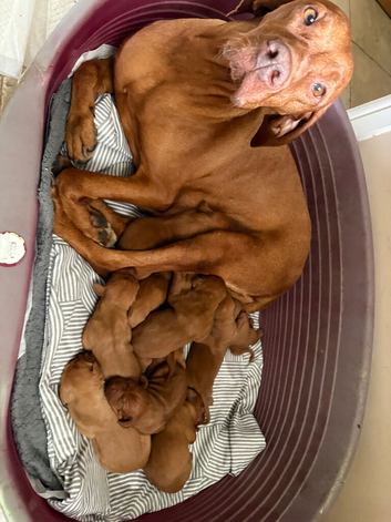 10 Gorgeous Hungarian Vizsla Puppies, KC REG