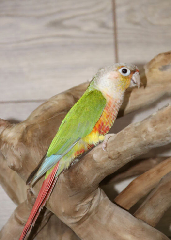 Pineapple Conure,8