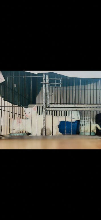 Two female white kittens