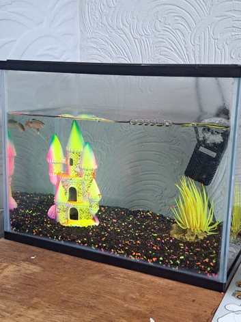 Fish tank and fish