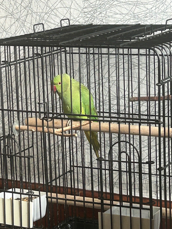 Zazu the Indian ringneck