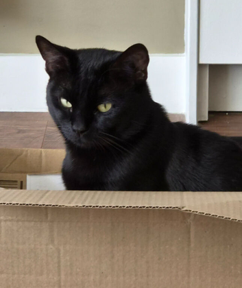 Beautiful Male 20 month old cat
