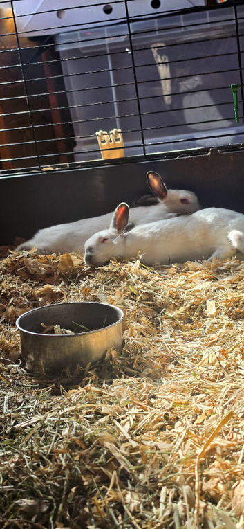 Himalayan marked polish dwarf Rabbits