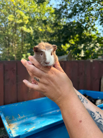 9 week old boy guinea pigs