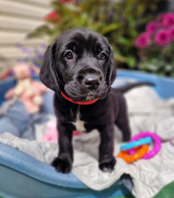 FANTASTIC SPRINGADOR PUPPIES