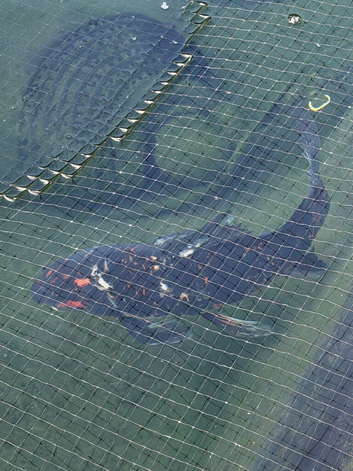 Butterfly koi