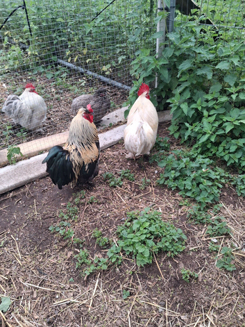 pure bred pekin Cockerels all healthy strong birds.