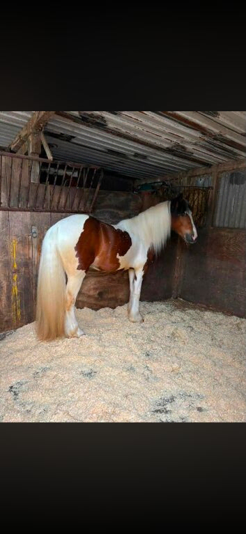 Halfbred gelding
