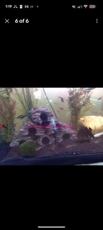 Pleco caves slate