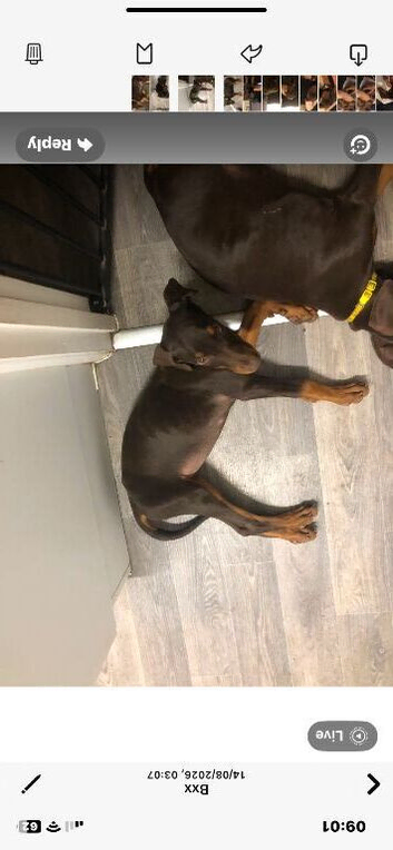 Stunning pup