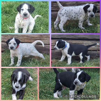Dalmatian x Sprollie