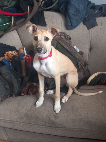 Bitch pup for sale