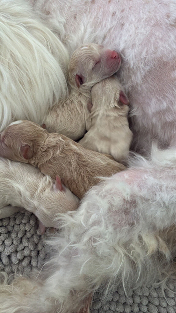 Daisypoo Puppies