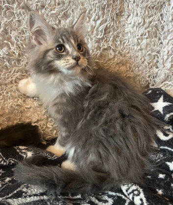 Maine Coon Kittens. Ready Now