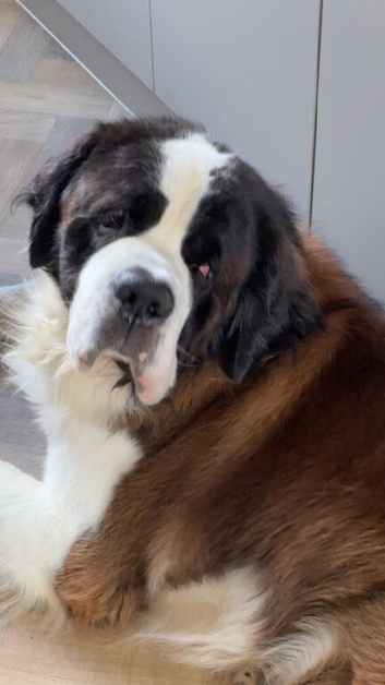 Saint Bernard stud