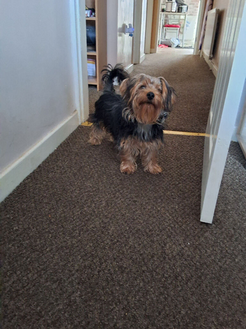 Yorkshire terrier