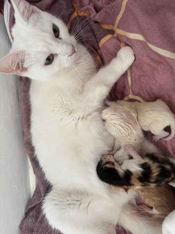 3 gorgeous kittens for sale