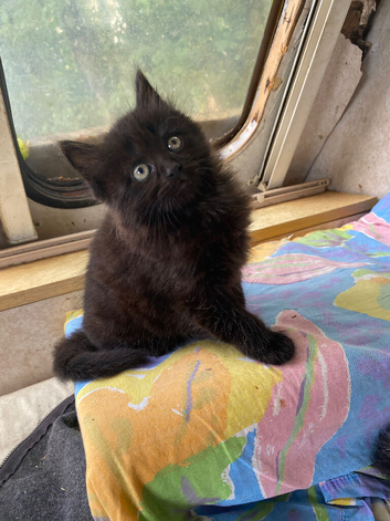 The last beautiful black kitten