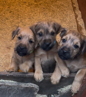 Jack Russell x Border Lakeland puppies