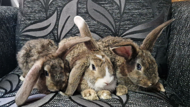 Beautiful buns for rehoming