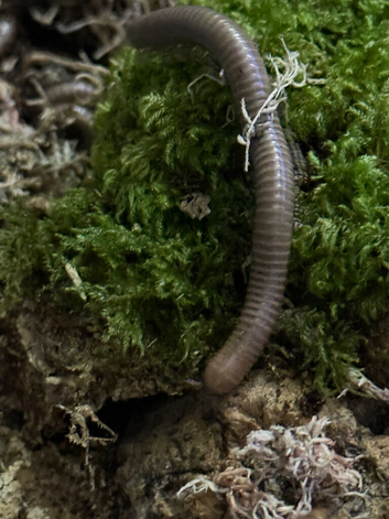 Cameroon giant olive millipedes