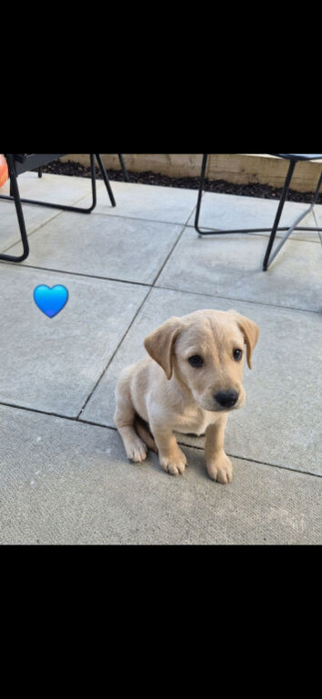 Labrador cross puppies for sale