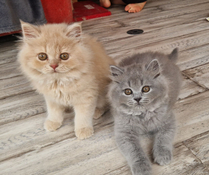 two longhair boys