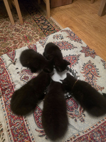 5 Beautiful Black Kittens Looking for Loving Homes