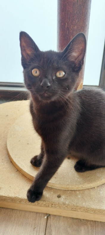 2 Female Black Kittens
