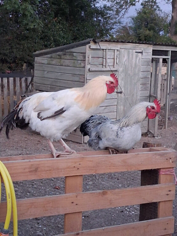 6 home bred cockerels for sale